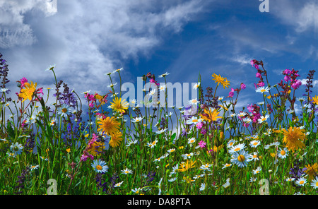 Pré des fleurs, fleurs, Summers, Alpine, fleurs, prairie de fleurs, floraison, nature, marguerites, sauge, campions, herbe, sky, c Banque D'Images