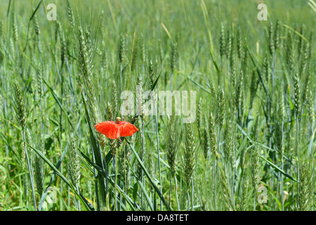 La culture du pavot solitaire parmi le blé Banque D'Images