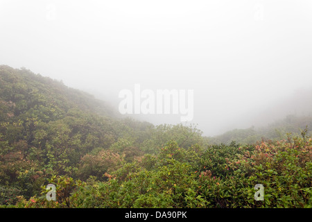 La réserve de la Forêt Nuageuse de Monteverde, Costa Rica Banque D'Images
