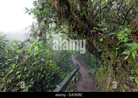 La réserve de la Forêt Nuageuse de Monteverde, Costa Rica Banque D'Images