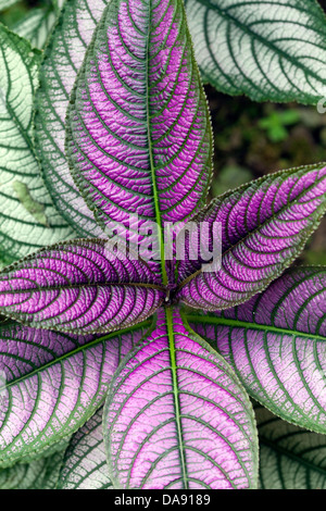 Bouclier perse Plante (Strobilanthes dyerianus), Costa Rica Banque D'Images