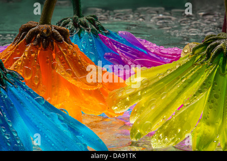 Fleurs Daisy colorés avec de l'eau Gouttes Banque D'Images