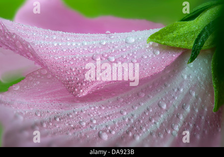 Rose de Sharon avec fleur rosée matinale Banque D'Images