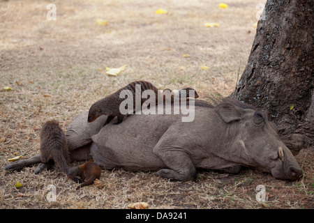 L'Afrique, l'Ouganda, Afrique de l'Est, continent noir, perle de l'Afrique, Grand Rift, la Reine Elisabeth, parc national, la nature, Zebramanguste Banque D'Images