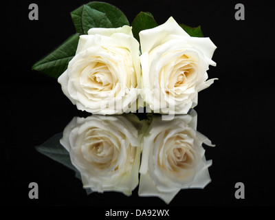 Deux roses blanches avec des feuilles isolées sur un fond noir avec une image miroir Banque D'Images