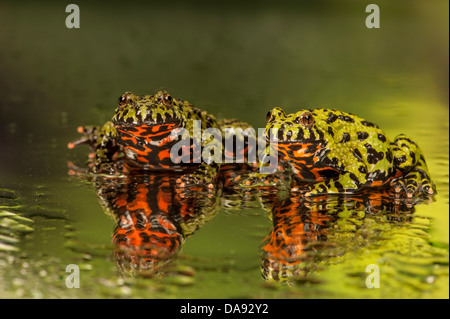 Crapaud à ventre de feu Oriental Bombina orientalis Banque D'Images