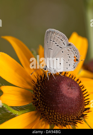 Vue ventrale d'Tailed-Blue l'est un diminutif d'alimentation papillon sur une fleur Black-Eyed Susan Banque D'Images