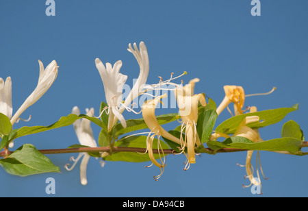 Chèvrefeuille japonais, Lonicera japonica, fleurs délicates sur vigne contre le ciel bleu Banque D'Images