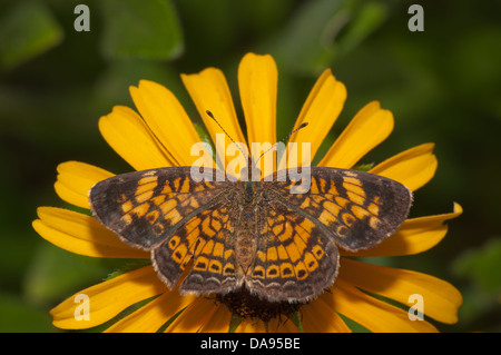 Vue dorsale d'une Pearl Crescent se nourrissent d'une papillon brun et jaune fleur Susan Black-Eyes Banque D'Images