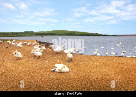 Abbotsbury Swannery, Dorset, Royaume-Uni Banque D'Images