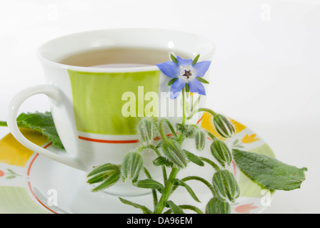 La bourrache, épanouissement, s'épanouir, fleurir, fleurs de bourrache, des mélanges de thé, d'épices, de thé, tasse, verre Banque D'Images