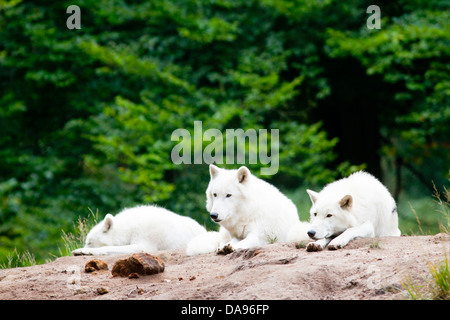 Les loups de la toundra, Canis lupus albus, Tundra, loup, loup, Wolf Pack, troupeaux, blanc, animal, Banque D'Images