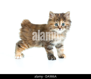 Bobtail Kouriles manteau écaille chaton coloriage à la caméra de direct Banque D'Images