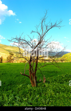 Arbre sans feuilles dans green land . Banque D'Images