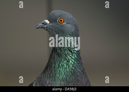 Le pigeon biset (Columba livia) ou Rock Pigeon est distribué à travers le monde, c'est un oiseau commun dans les villes indiennes . Banque D'Images