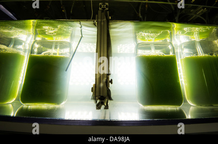 Une souche d'algues Chlorella pousse dans un réacteur tente développé pour l'usage comme un carburant renouvelable au National Renewable Energy Laboratory Le 26 avril 2013 à Golden, CO. Banque D'Images