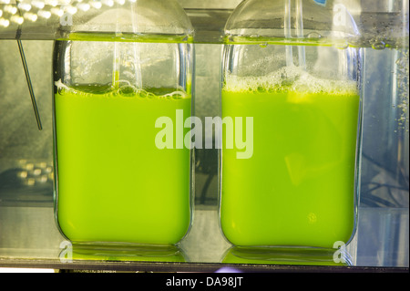 Une souche d'algues Chlorella pousse dans un réacteur tente développé pour l'usage comme un carburant renouvelable au National Renewable Energy Laboratory Le 26 avril 2013 à Golden, CO. Banque D'Images