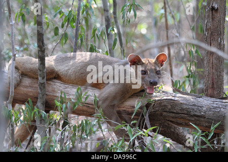 Animal, mammifère, carnivore, fossa, fosa, endémique, haletant, vulnérables, Kirindy, sec, à feuilles caduques, Forêt, Madagascar, Afrique, islan Banque D'Images