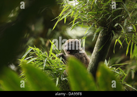 Animal, mammifère, lemur, Western, lemur doux moindre Sambirano hapalémur, Western moindre hapalémur gris de l'Ouest, lem bambou Banque D'Images