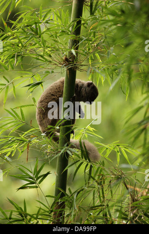 Animal, mammifère, lemur, Western, lemur doux moindre Sambirano hapalémur, Western moindre hapalémur gris de l'Ouest, lem bambou Banque D'Images