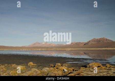 Le Chili, au nord du Chili, Norte Grande, Andes, l'altiplano, l'Amérique du Sud, le Parc National Lauca,, paysage, végétation, montagne, mountain vues Banque D'Images