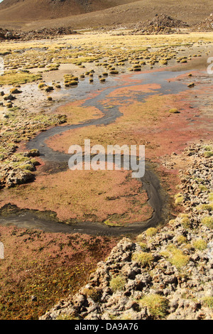 Le Chili, au nord du Chili, Norte Grande, Andes, l'altiplano, l'Amérique du Sud, le Parc National Lauca,, paysage, végétation, printemps, algues, n Banque D'Images