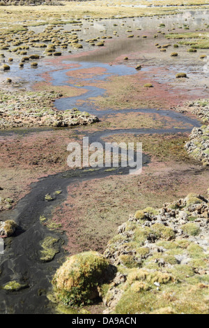 Le Chili, au nord du Chili, Norte Grande, Andes, l'altiplano, l'Amérique du Sud, le Parc National Lauca,, paysage, végétation, printemps, algues, n Banque D'Images