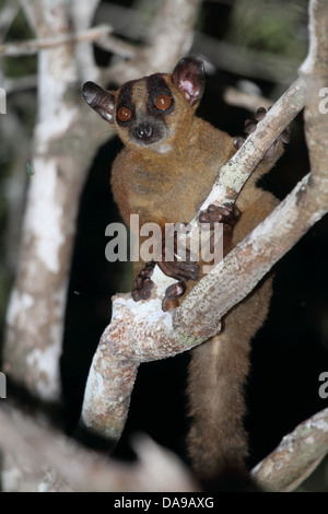 Animal, primates, les mammifères, lemur, pâle marqués à fourche, fourche ouest-lémurien lémurien endémique, marqué, nocturne, sec, à feuilles caduques, forêt, K Banque D'Images