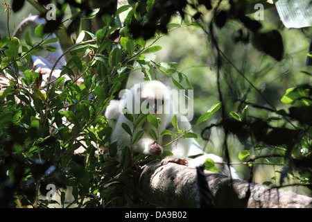 Animal, primates, les mammifères, lemur, sifaka, Propithèque soyeux, soyeux Simpona, endémique, forêt tropicale, forêt, parc national de Marojejy,, Madag Banque D'Images