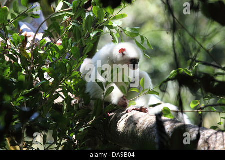 Animal, primates, les mammifères, lemur, sifaka, Propithèque soyeux, soyeux Simpona, endémique, forêt tropicale, forêt, parc national de Marojejy,, Madag Banque D'Images