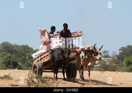 Les hommes, l'homme, locales, les sections locales, zébu, zébu, zébu panier, panier, bétail, bœufs, traditionnelle, tradition, Madagascar, Afrique, île, wagon Banque D'Images