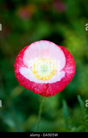 Papaver rhoeas. Close up de la fleur du pavot à Shirley. Banque D'Images