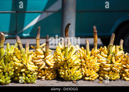 Gros régimes de bananes à la vente à la marché hebdomadaire de Pujili, région de l'Equateur Quilotoa Banque D'Images