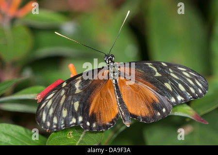 Un Ismenius Tiger butterfly Banque D'Images