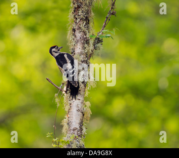 Pic mineur (Dendrocopos major) sur Birch Tree Trunk à la recherche d'insectes Banque D'Images