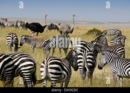 Les zèbres de Burchell et autruches Masai, Masai Mara, Kenya Banque D'Images