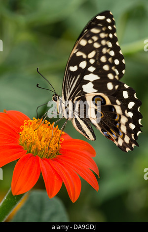 Un Tilleul Swallowtail butterfly Banque D'Images