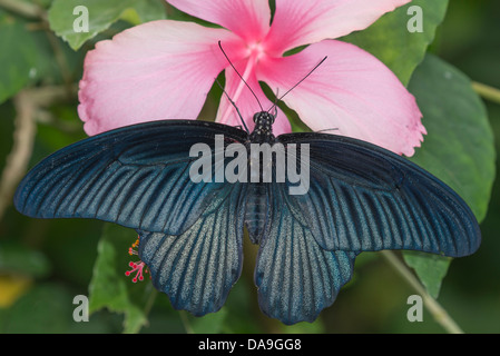 Une asiatique Swallowtail butterfly Banque D'Images