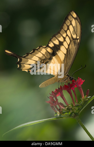 Une alimentation papillon du machaon Thoas Banque D'Images