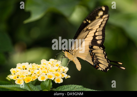 Une alimentation papillon du machaon Thoas Banque D'Images