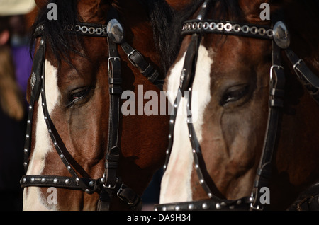 Deux chevaux en poupée Banque D'Images