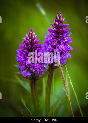 Marais du Sud Sauvage (Dactylorhiza praetermissa orchidées) Banque D'Images