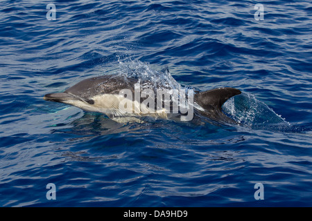 «Delphin, court-beaked Dauphin commun, Delphinus delphis, surfaçage à oeil visible, Lajes do Pico, Açores, Portugal Banque D'Images