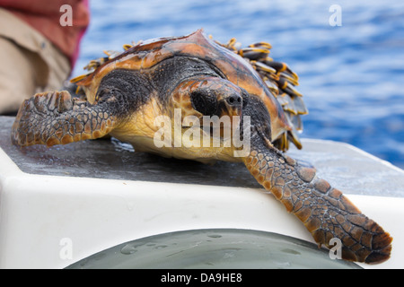 La tortue caouanne, Caretta caretta, Unechte Karettschildkröte, Pico, Açores, des animaux capturés pour le sauvetage, les balanes attaché Banque D'Images