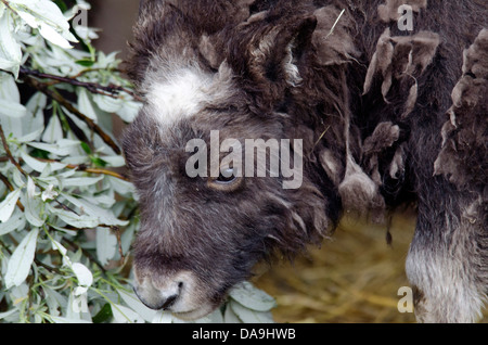 Le bœuf musqué, le bébé, ovibos moschatos, Alaska Wildlife Conservation Center, USA, animaux, Banque D'Images