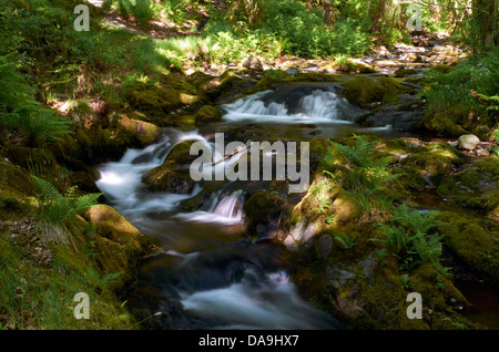 Ruisseau de montagne au-dessus de Dolgoch Falls dans le parc national de Snowdonia près de Tywyn, Gwynedd au Pays de Galles Banque D'Images