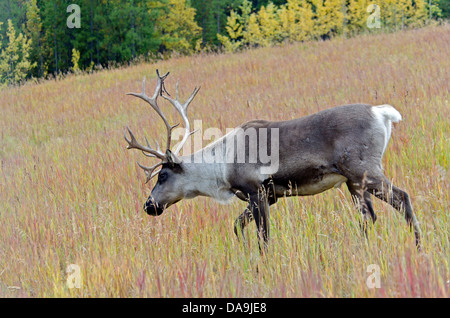 Le caribou des bois, Rangifer tarandus caribou, Yukon, Canada, des animaux Banque D'Images