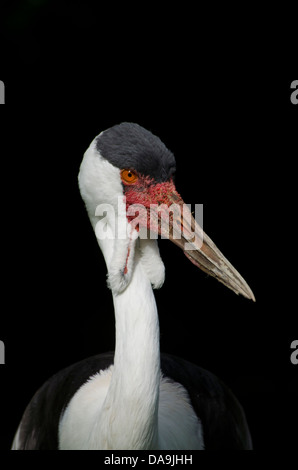 Grue caronculée, bugeranus carunculatus, grue, oiseau Banque D'Images