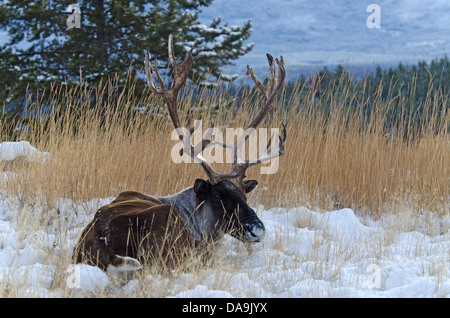 Le caribou des bois, Rangifer tarandus caribou, du Yukon, de la faune, de préserver, au Canada, l'hiver Banque D'Images