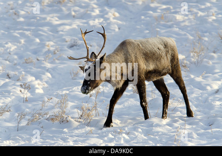 Le caribou des bois, Rangifer tarandus caribou, du Yukon, de la faune, de préserver, au Canada, l'hiver Banque D'Images